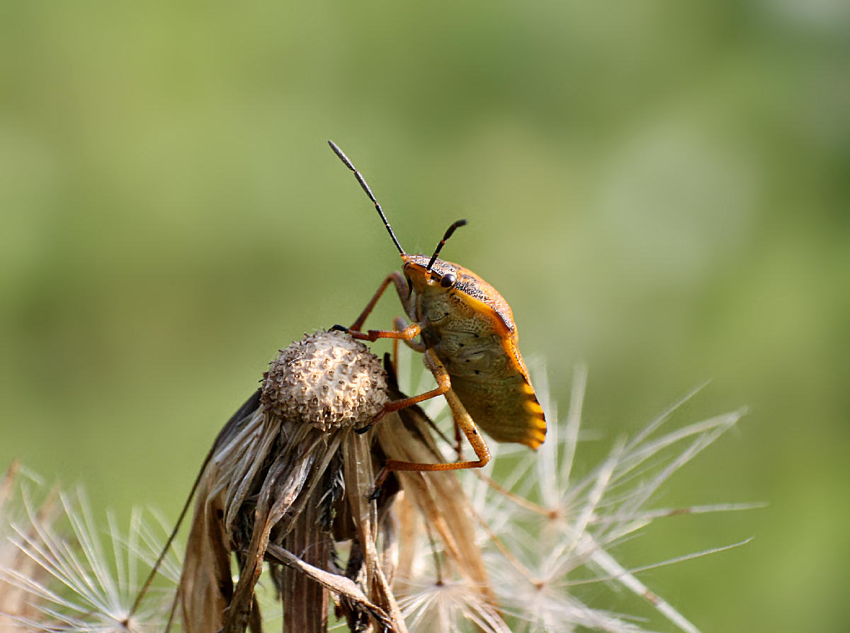 Carpocoris purpureipennis di Velate (MB)